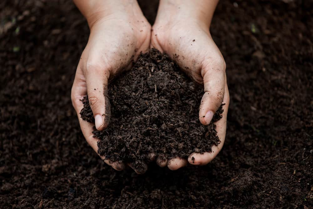 Hand holding Dark brown compost