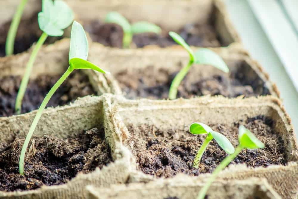 Leggy vegetable seedlings near window