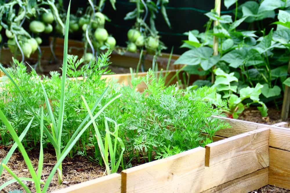 Raised garden bed with carrot leaves, onions, green tomatoes and beans growing up a trellis