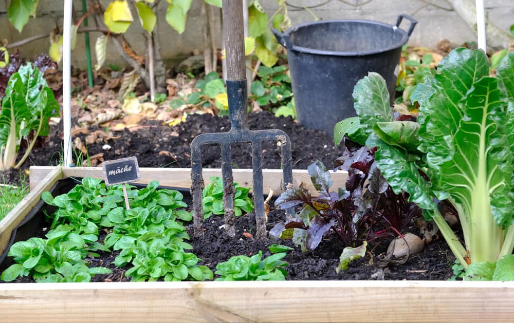 Raised Garden Beds with leafy greens, beets, and Swiss chard