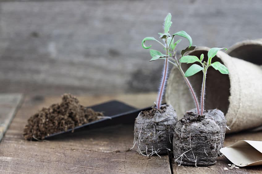 Tomato Seedlings in Peat Pots with trowel