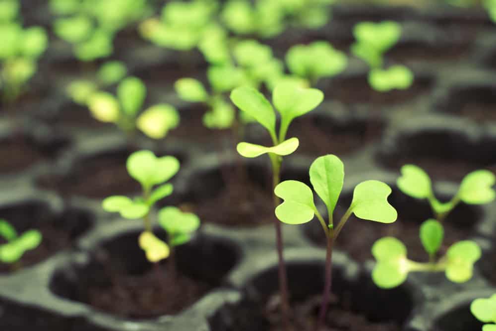 yellow leaves on vegetable seedlings