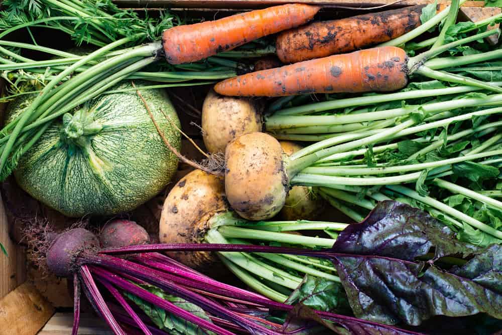 Garden carrots, red beets, golden beets and squash