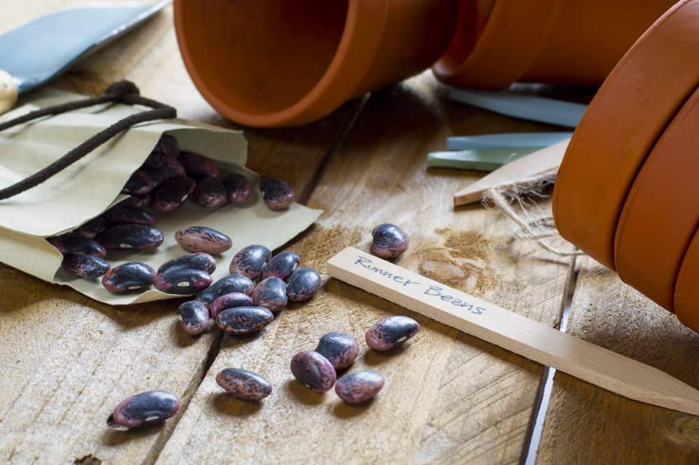 Runner beans, clay pots and trowel