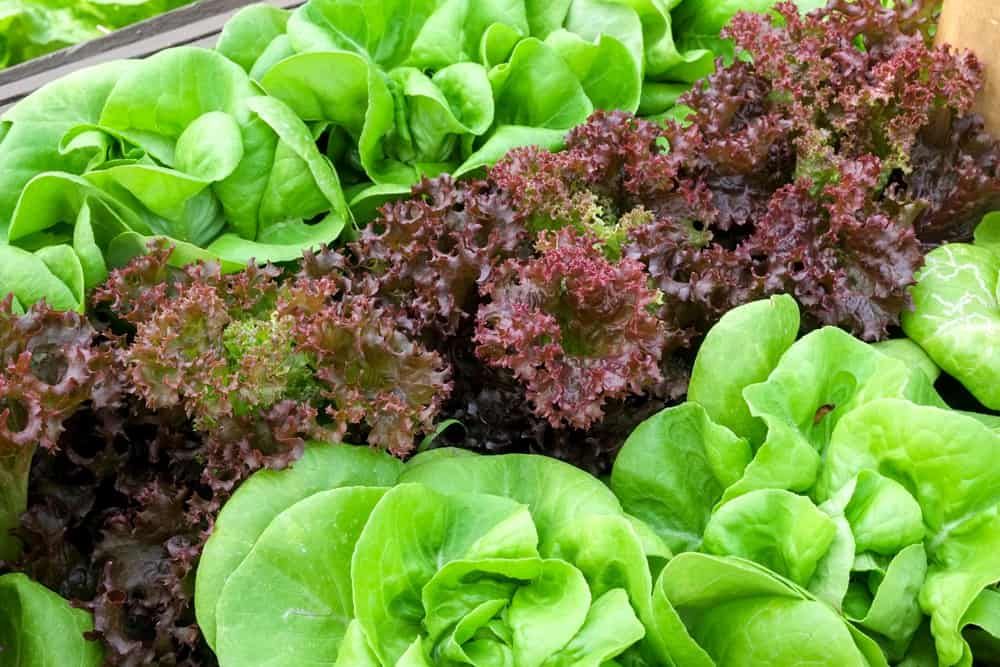 Rows of Butter lettuce and red leaf lettuce planted in vegetable garden