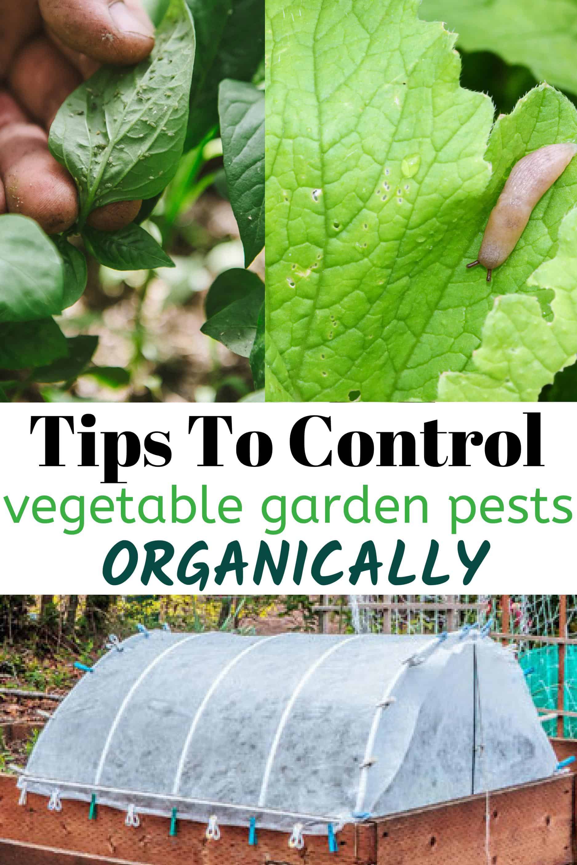 Row covers for organic gardening umbel organics