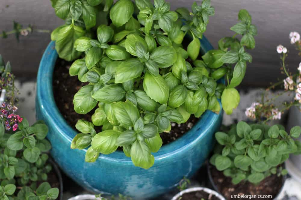 Basil in ceramic container outside with oregano in smaller pots