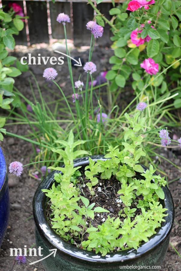 Mint in ceramic container outside with chives planted in background