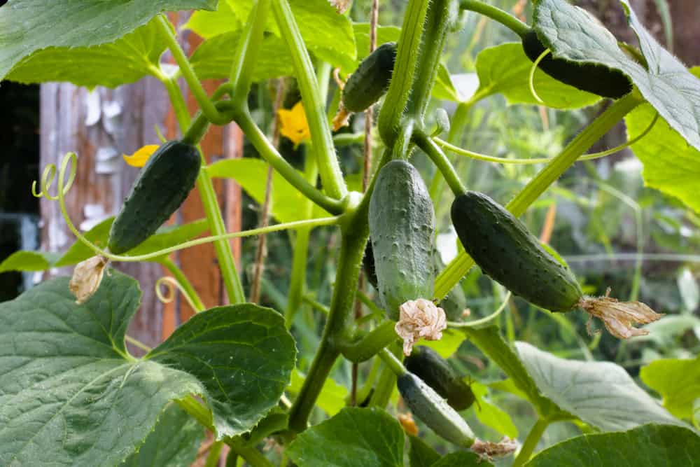 growing cucumbers in the garden, close up