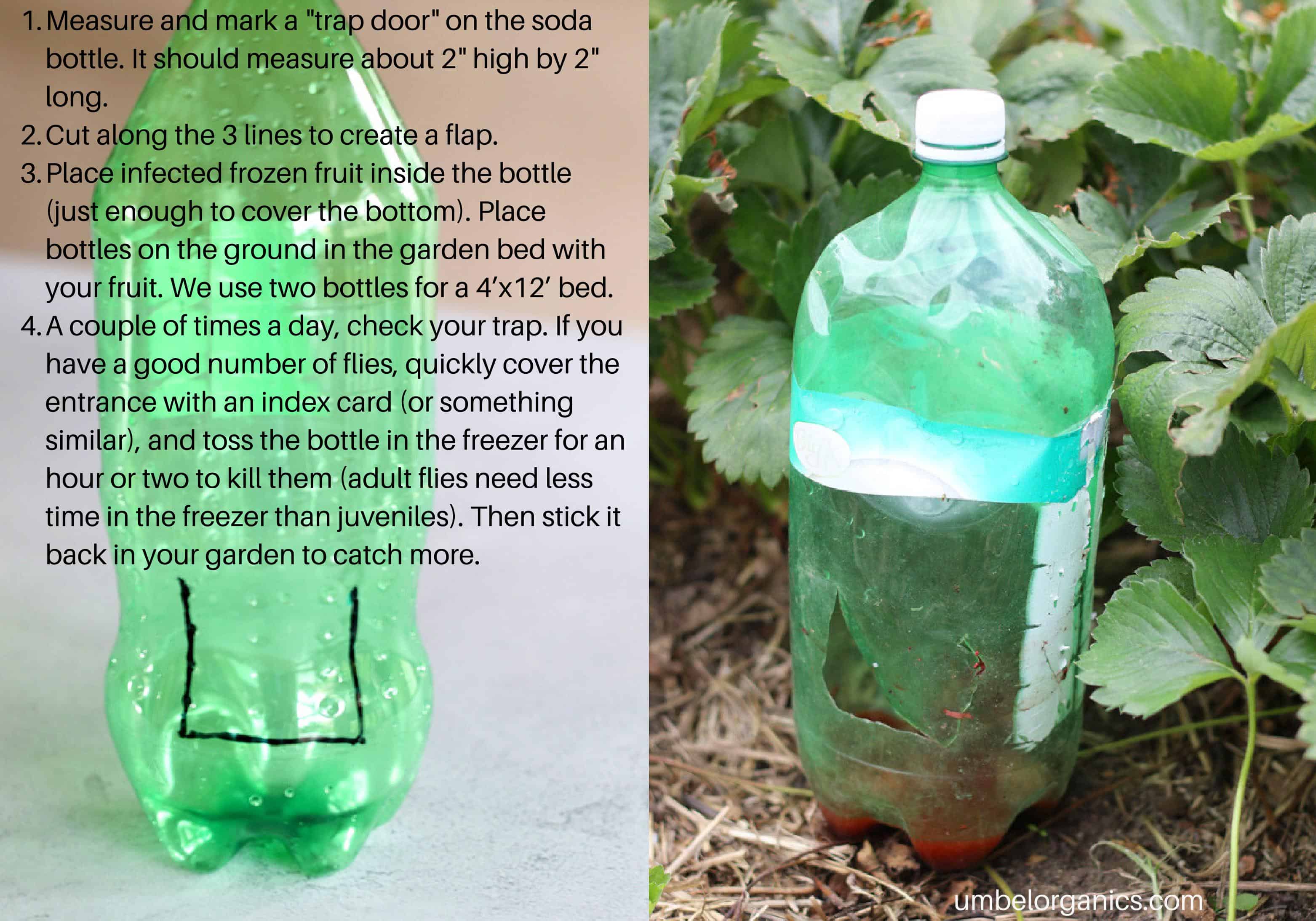 Explaining how to trap fruit flies in soda bottle trap with image of soda bottles with fruit fly trap door