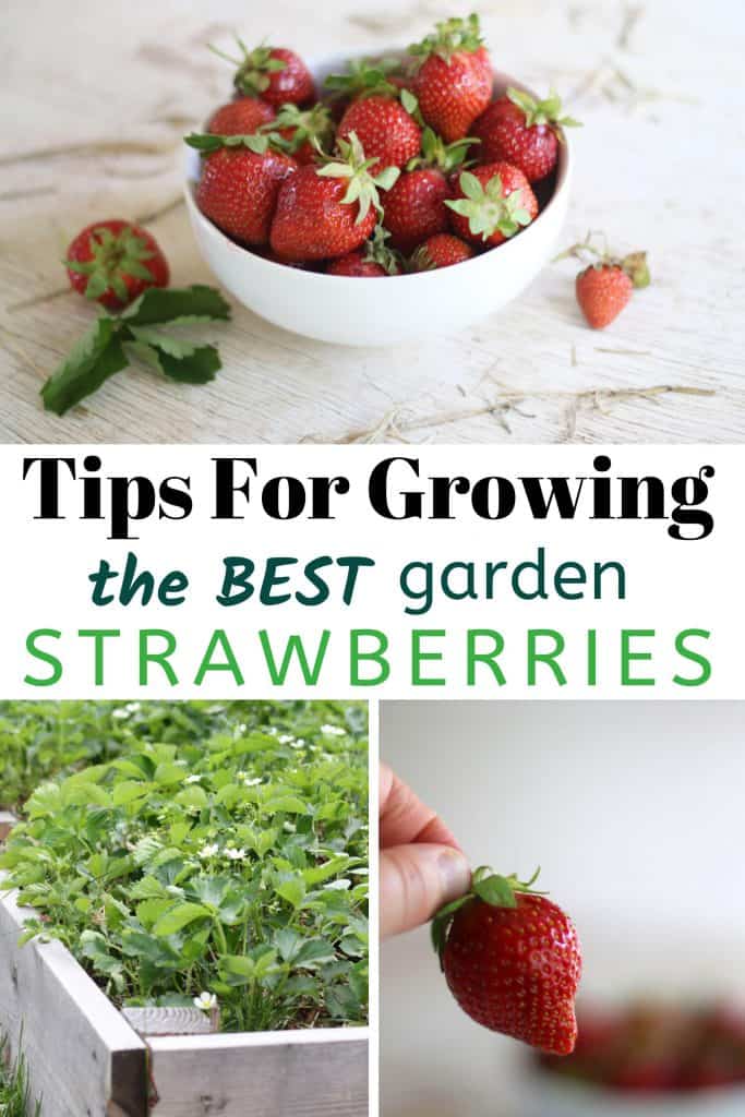 Tips For Growing Strawberries With images of garden strawberries in bowl and strawberry flowers