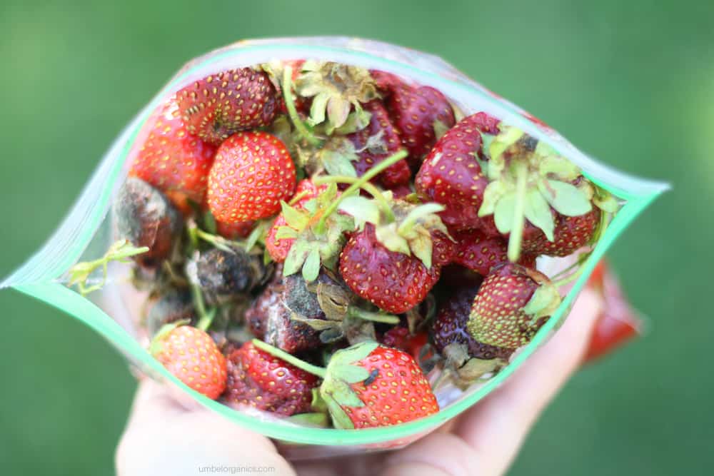 Strawberries infected with Spotted Wing Drosophila