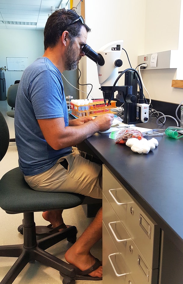 Scientist at microscope looking at spotted wing drosophila larvae