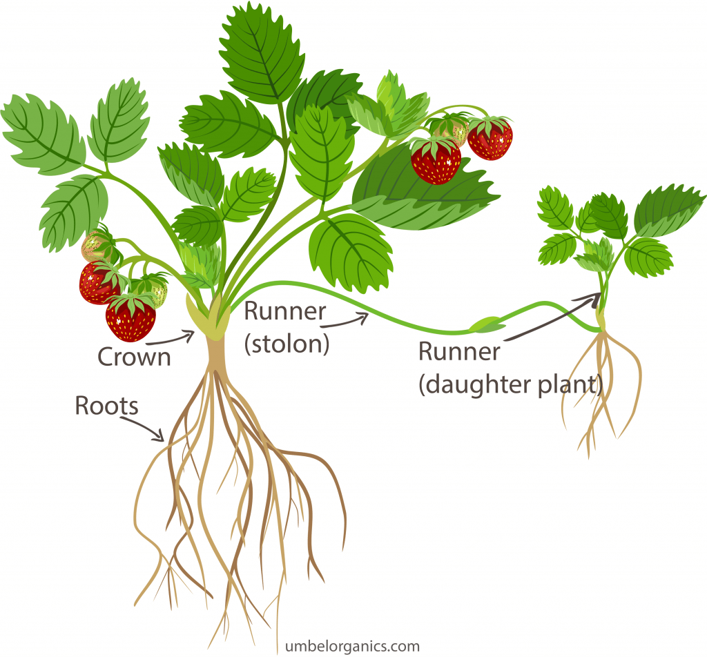 Diagram of strawberry plant with runners