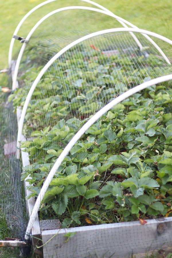 Strawberry garden bed with hoop tunnel netting to protect from pests