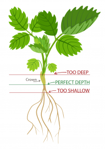 Diagram of strawberry plant and the correct planting depth