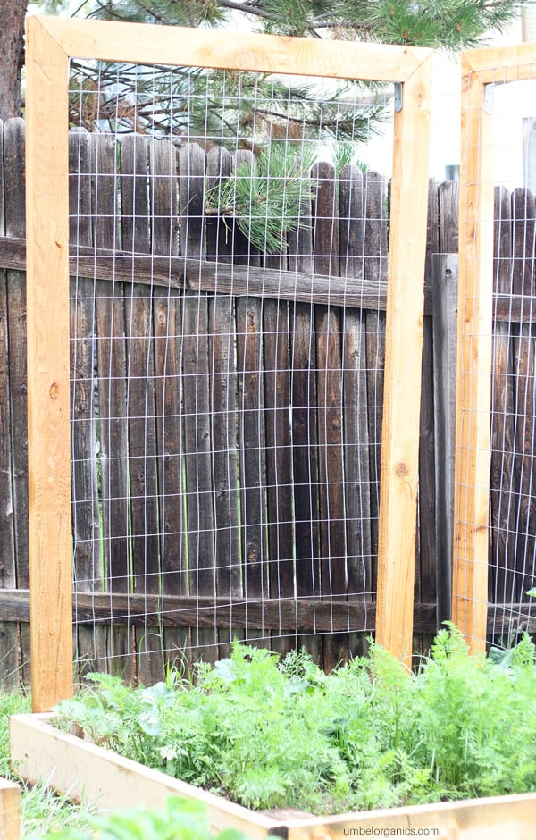 Vegetable garden trellis for cucumbers