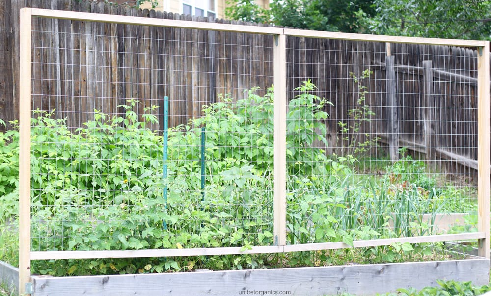 DIY garden trellis for pole beans