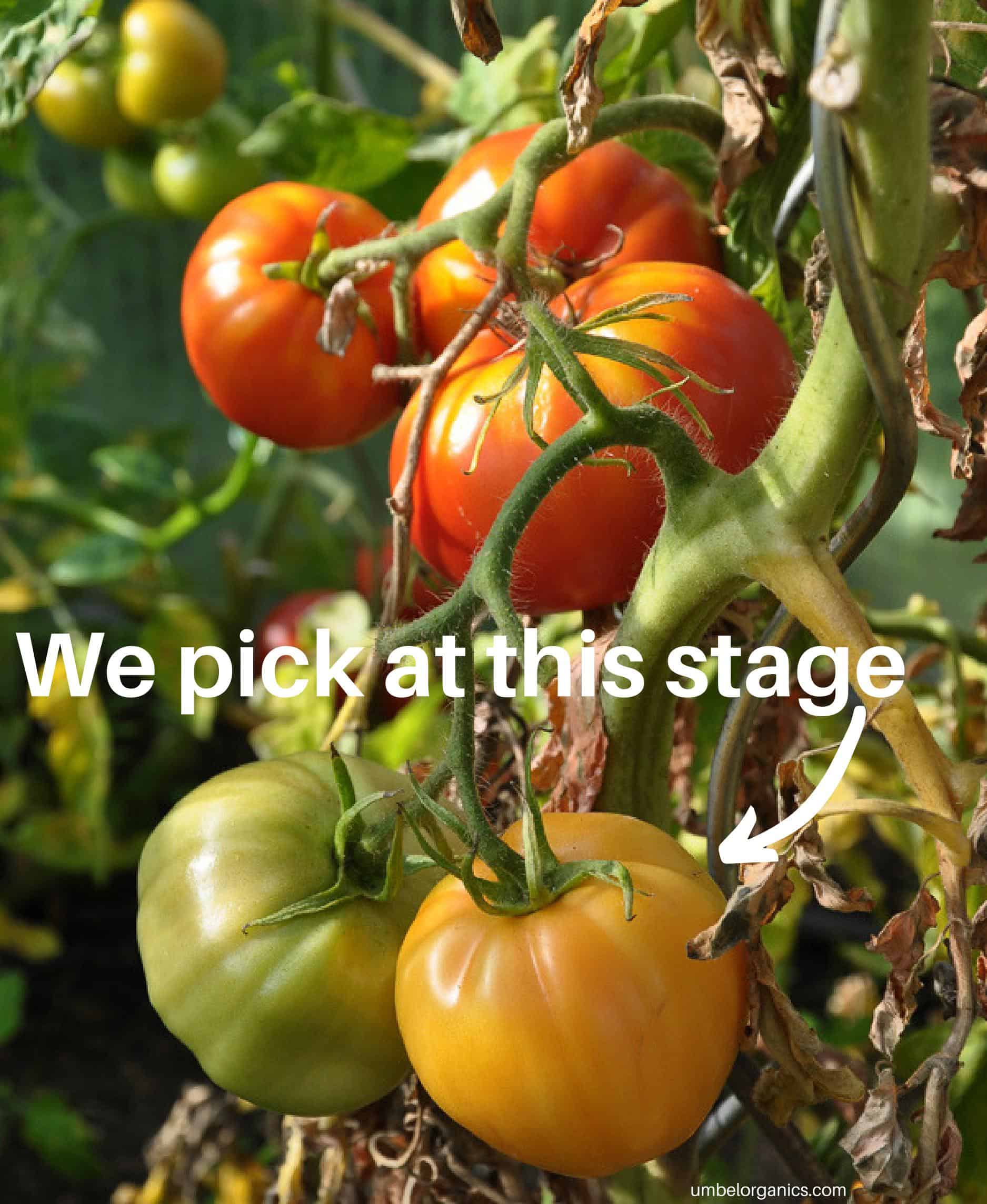 Heirloom tomatoes on vine at different stages of development and color.