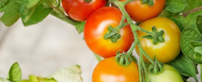 Ripening tomatoes on branch surrounded by leaves.