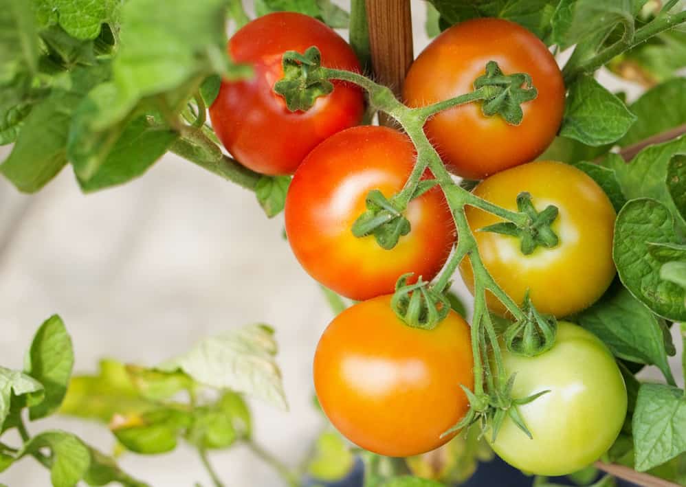 Ripening tomatoes on branch surrounded by leaves.