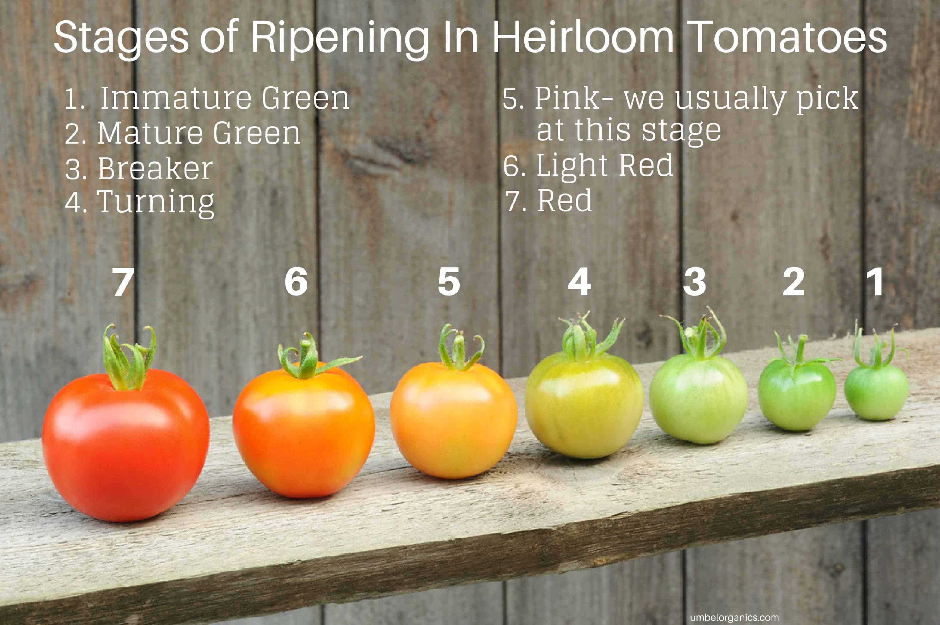 The stages of tomato ripening (1-7), from green tomato to red tomato