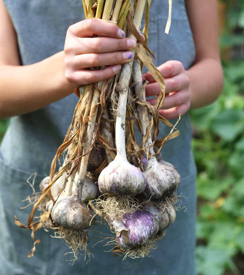 Holding a bunch of organic garden garlic