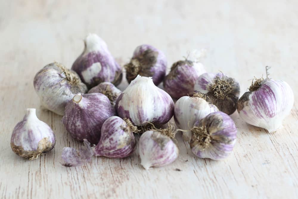 Organic garden garlic ready for storage