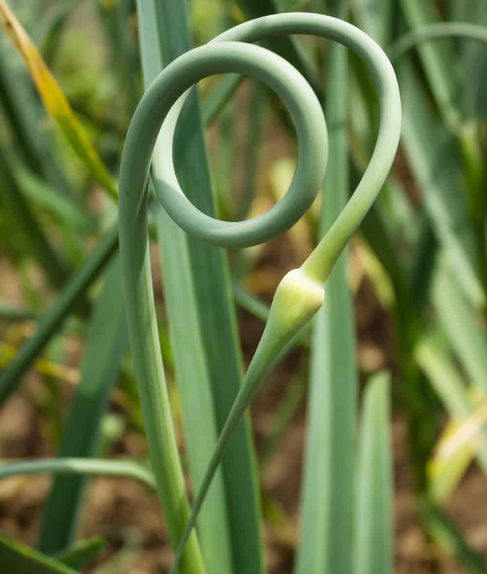 Garlic Scape