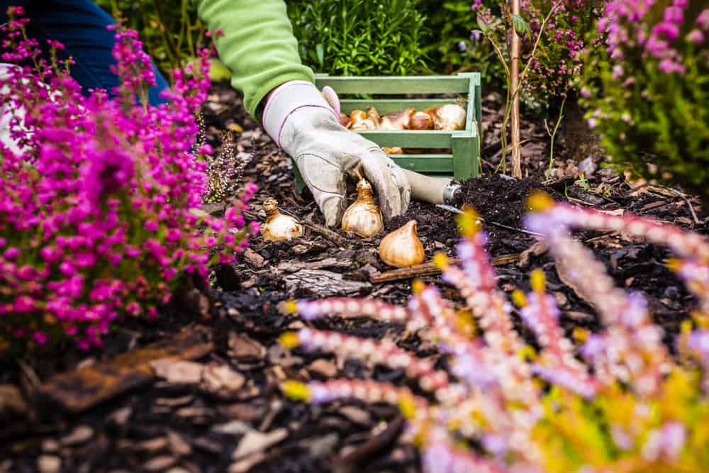 Planting bulbs in the fall for spring flowers