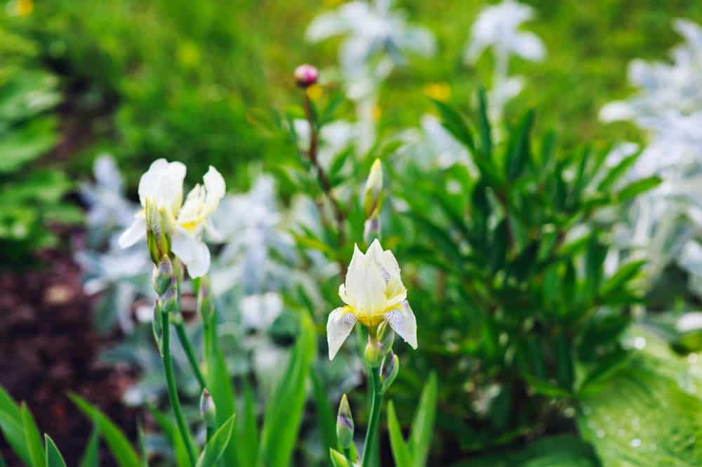 spring blooming garden with white irises