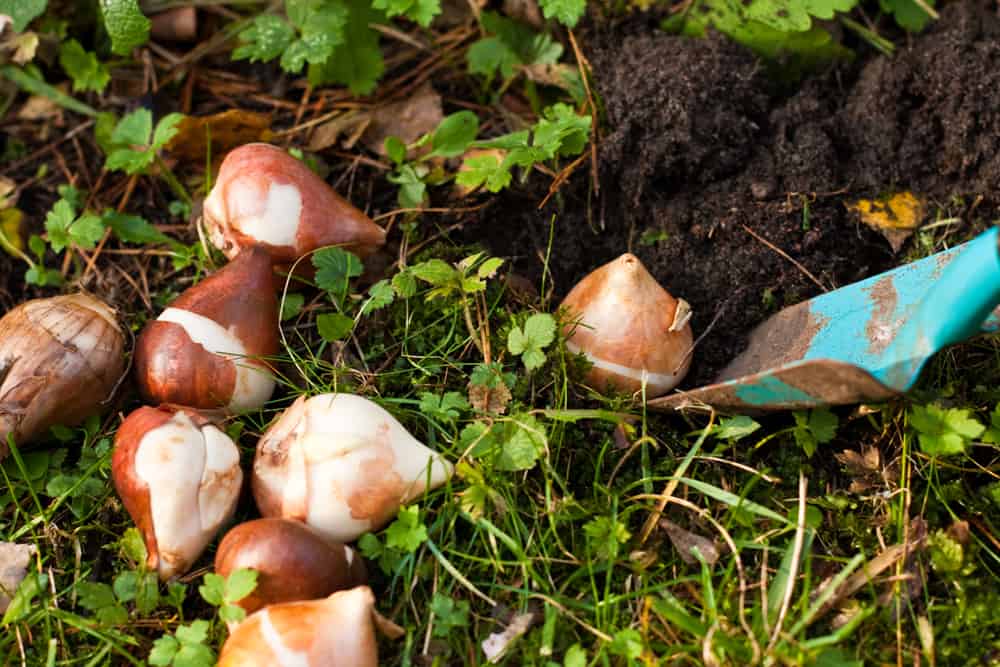 fall-planted flower bulbs