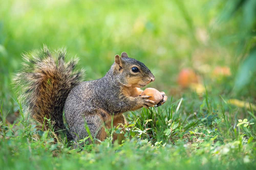 Squirrel in garden