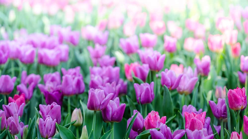 Beautiful pink tulips in the spring time. Colorful tulips flowers in the garden.