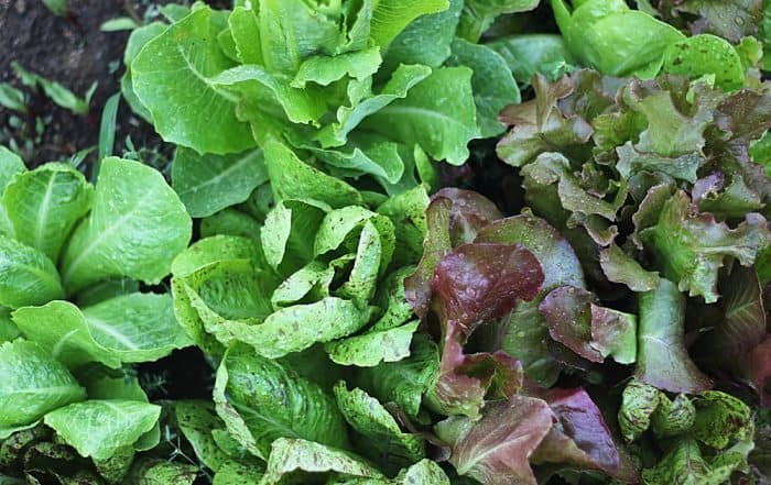organic lettuce in the garden