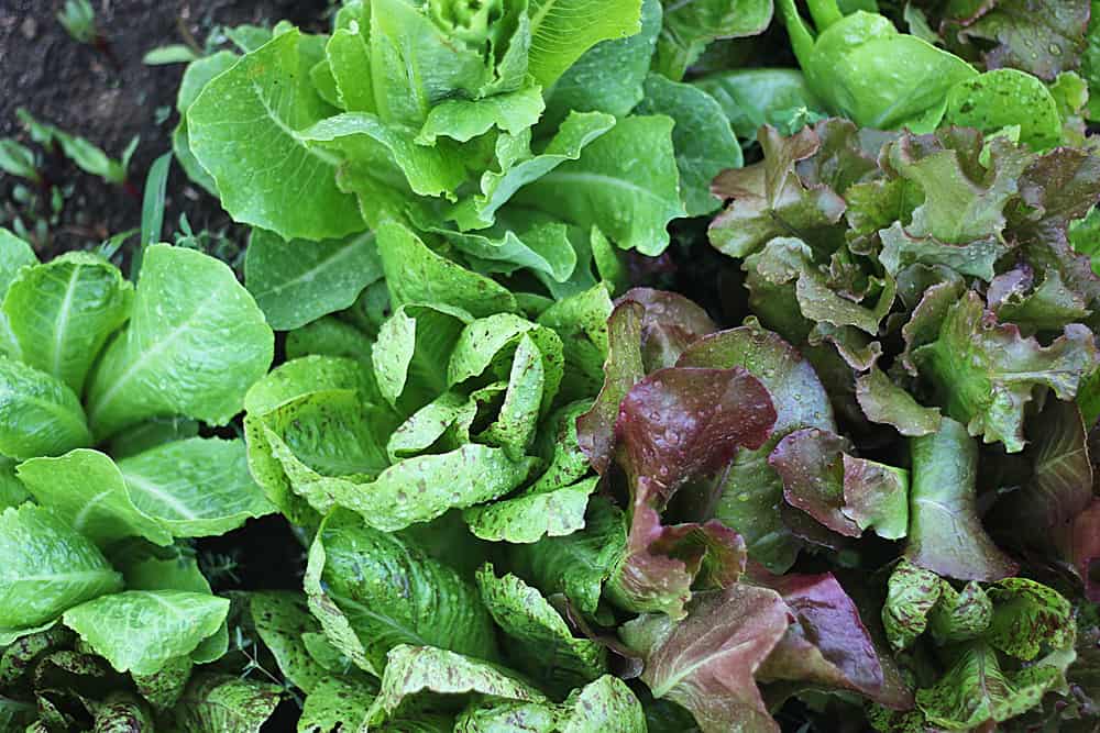 organic lettuce in the garden