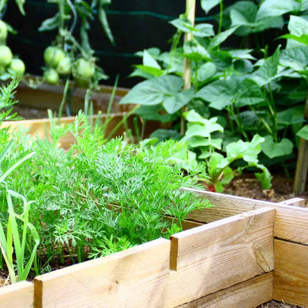 Raised Garden Bed With Vegetables