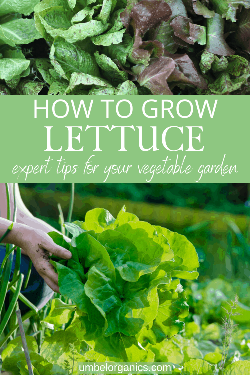 How to grow lettuce in your vegetable garden