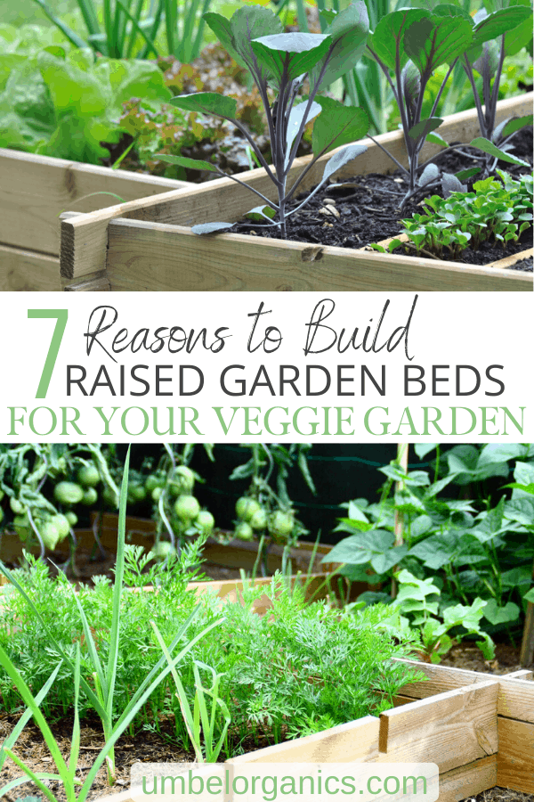 Reasons to build raised garden beds