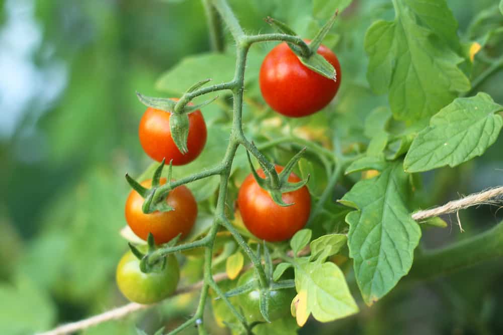 cherry tomatoes in garden