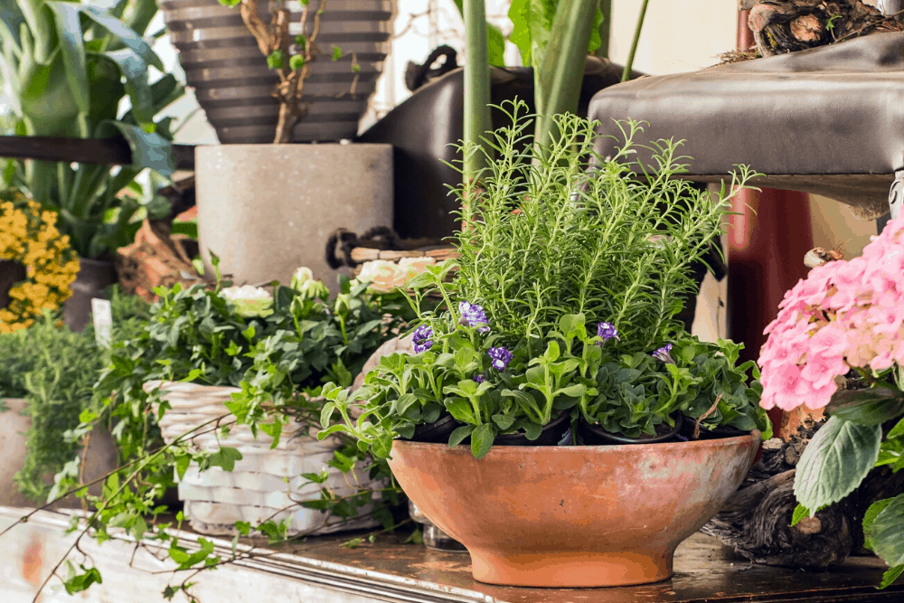 Plants on table