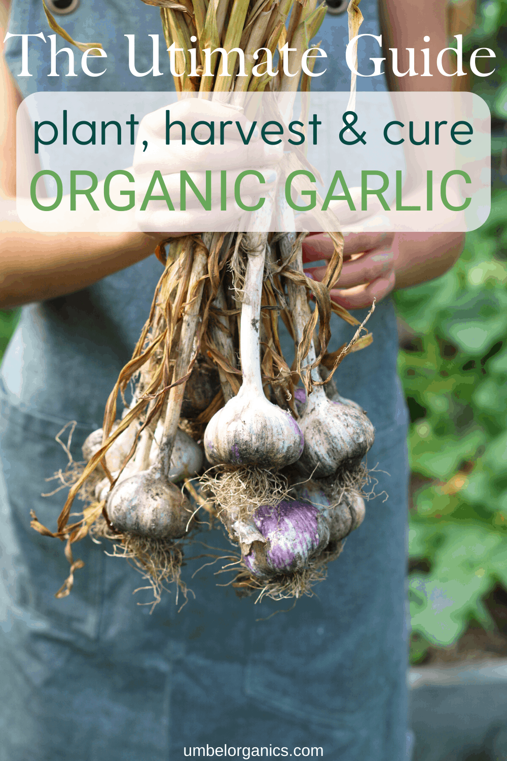 How To Plant, Care For and Harvest Organic Garlic