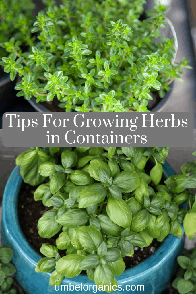 Tips for growing herbs in containers