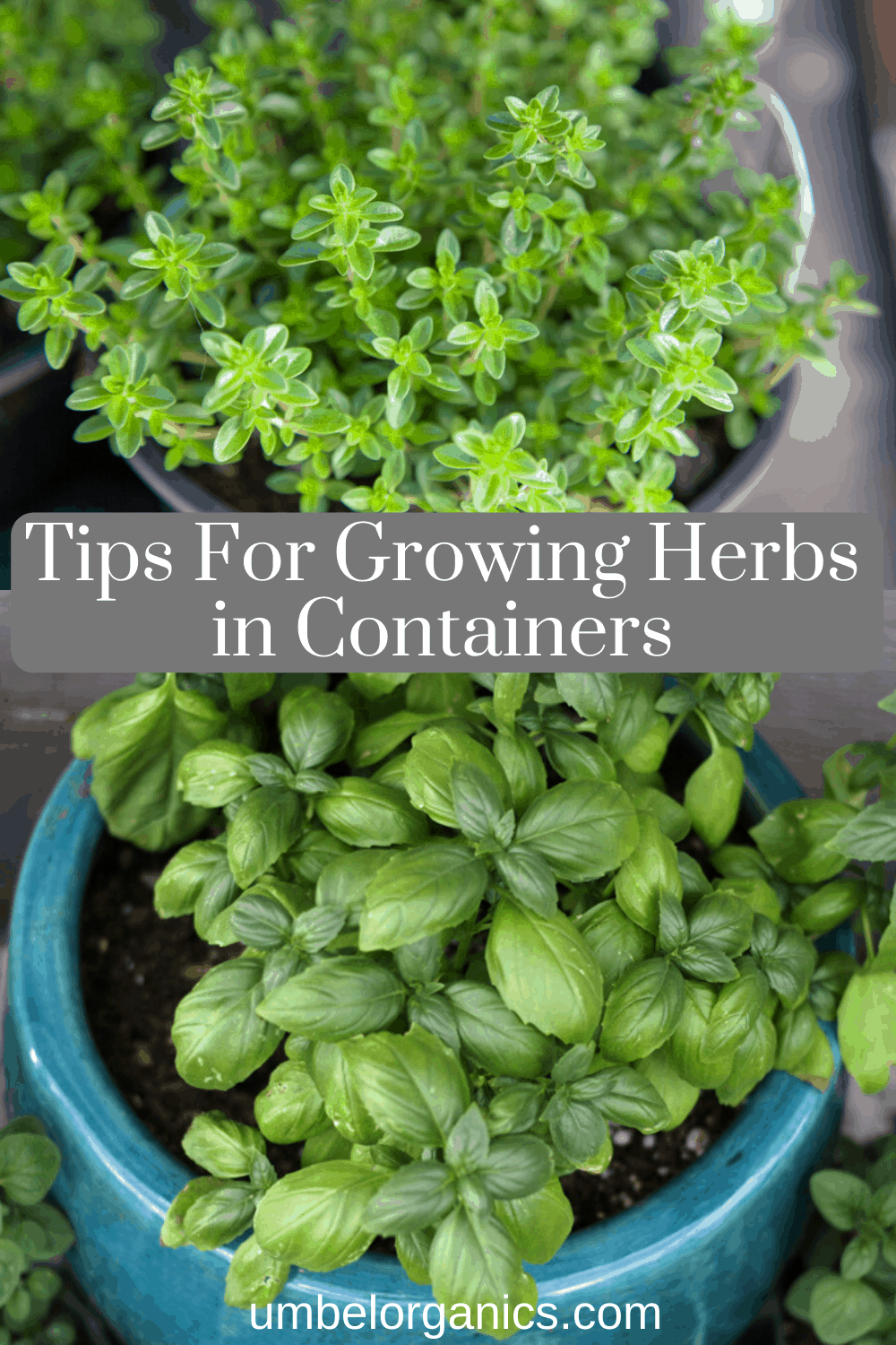 Tips For Growing Herbs In Containers - Umbel Organics