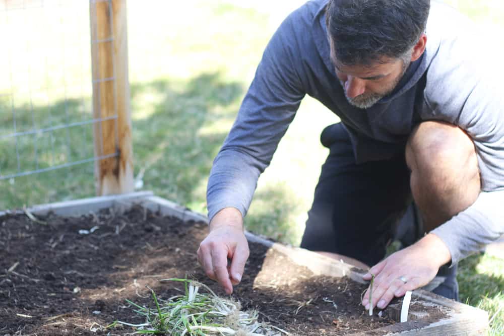 Planting onions in the garden