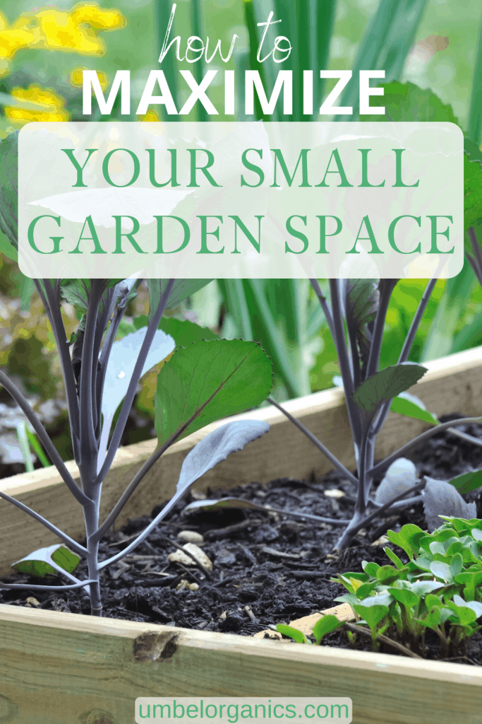 How to maximize your small garden space