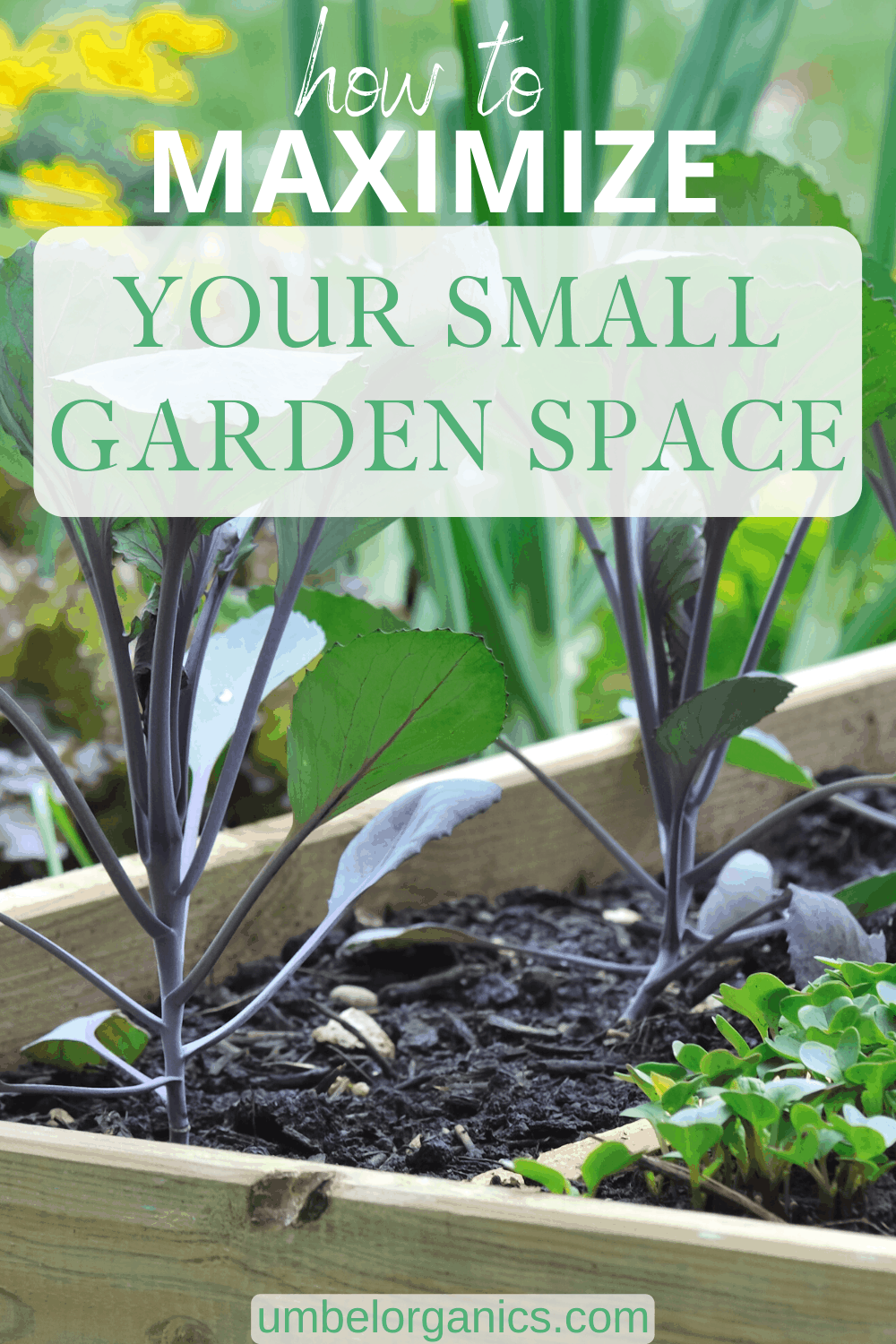 Tips For Maximizing Your Small Garden Space - Umbel Organics