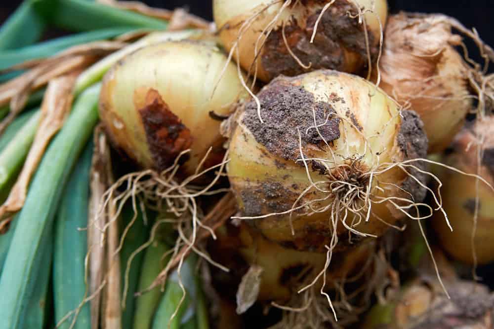 A bunch of garden onions