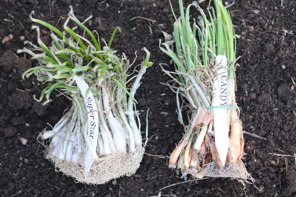 Onion starts in the garden