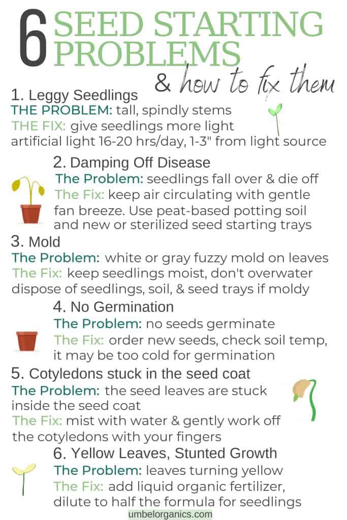 6 seed starting problems and how to fix them infographic